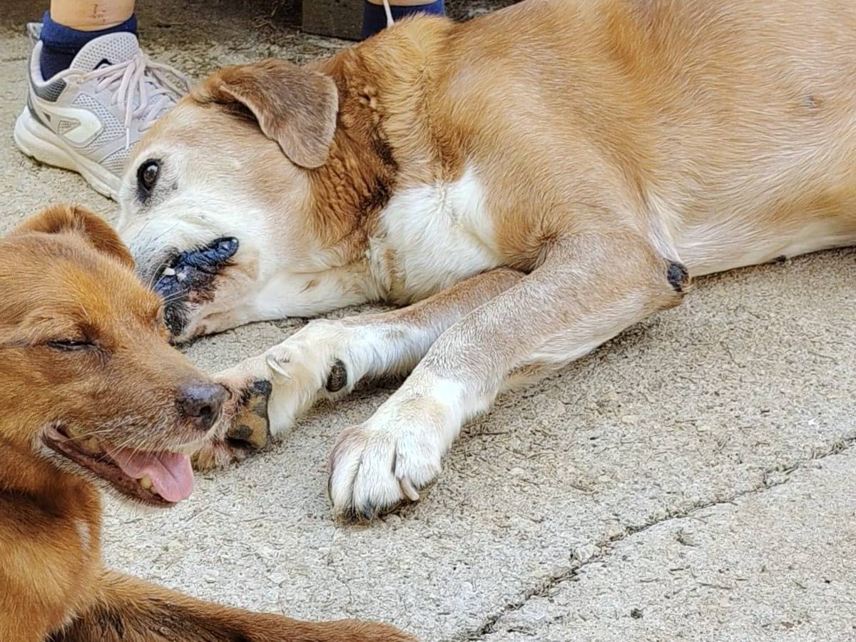 Adotta un cane, taglia media, maschio, Roma