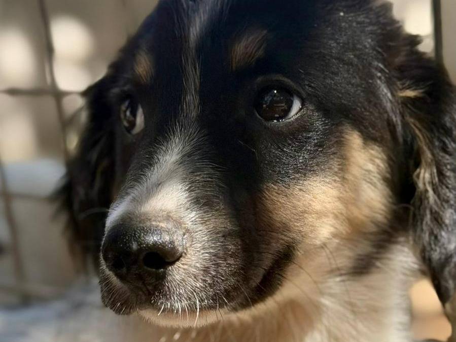 Adotta un cane, taglia media, femmina, Lecce