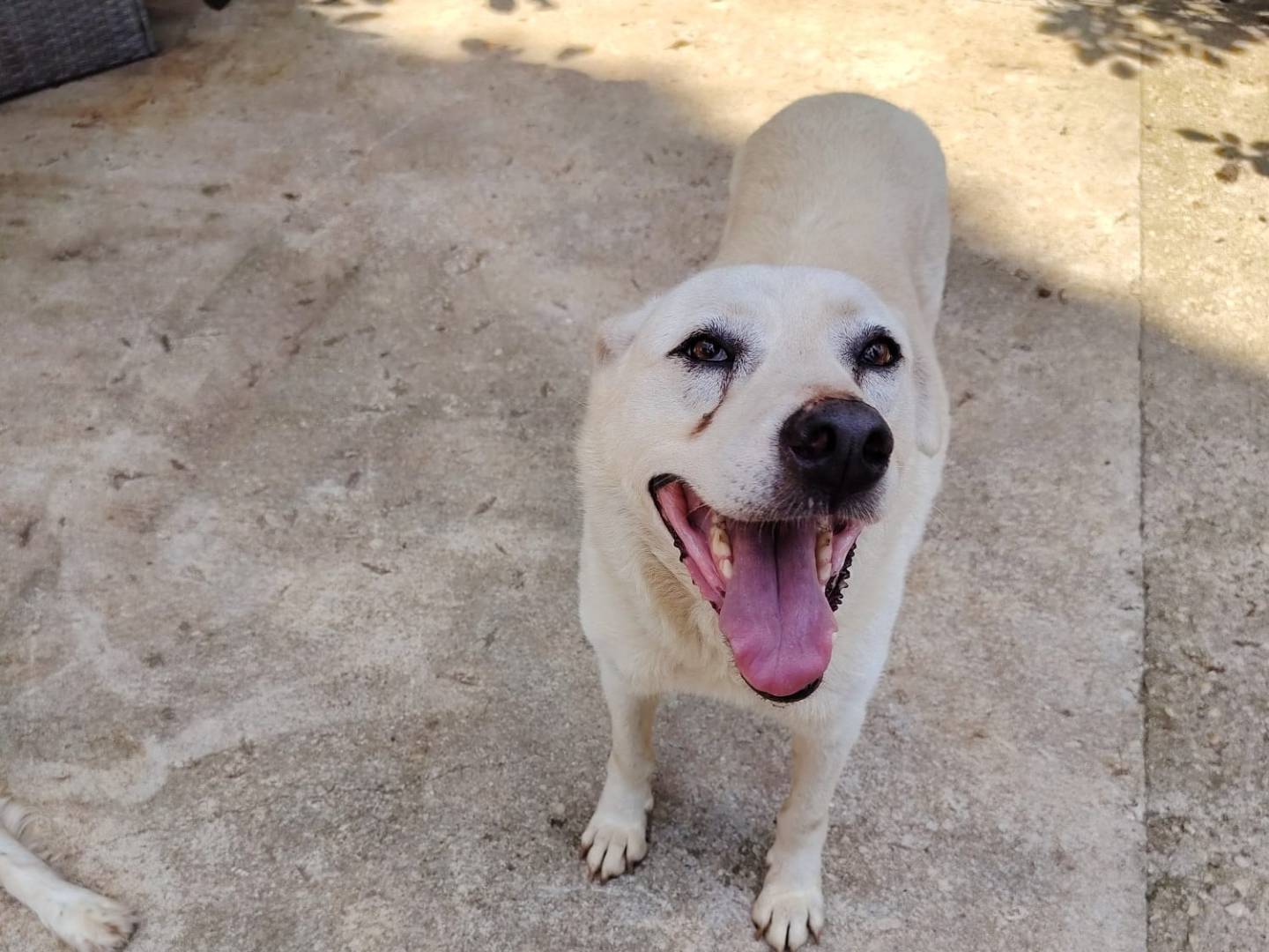Adozione cane, femmina, Razza sconosciuta Razza sconosciuta, 9 anni e 3 mesi, taglia media, Roma