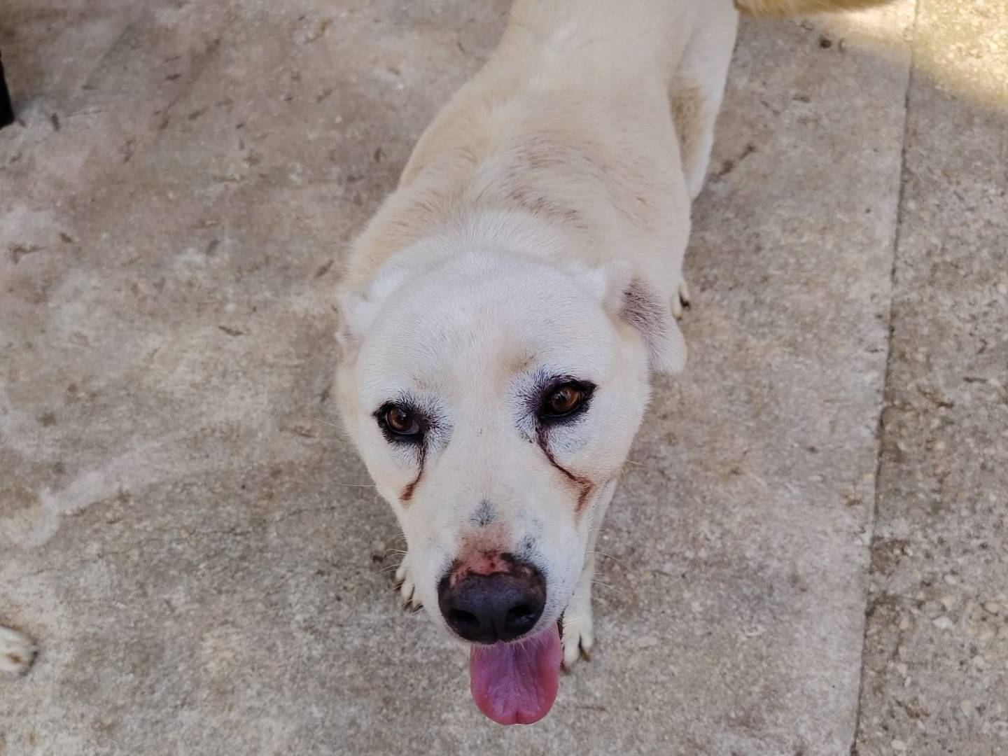 Adotta un cane, femmina, 9 anni e 3 mesi, Roma