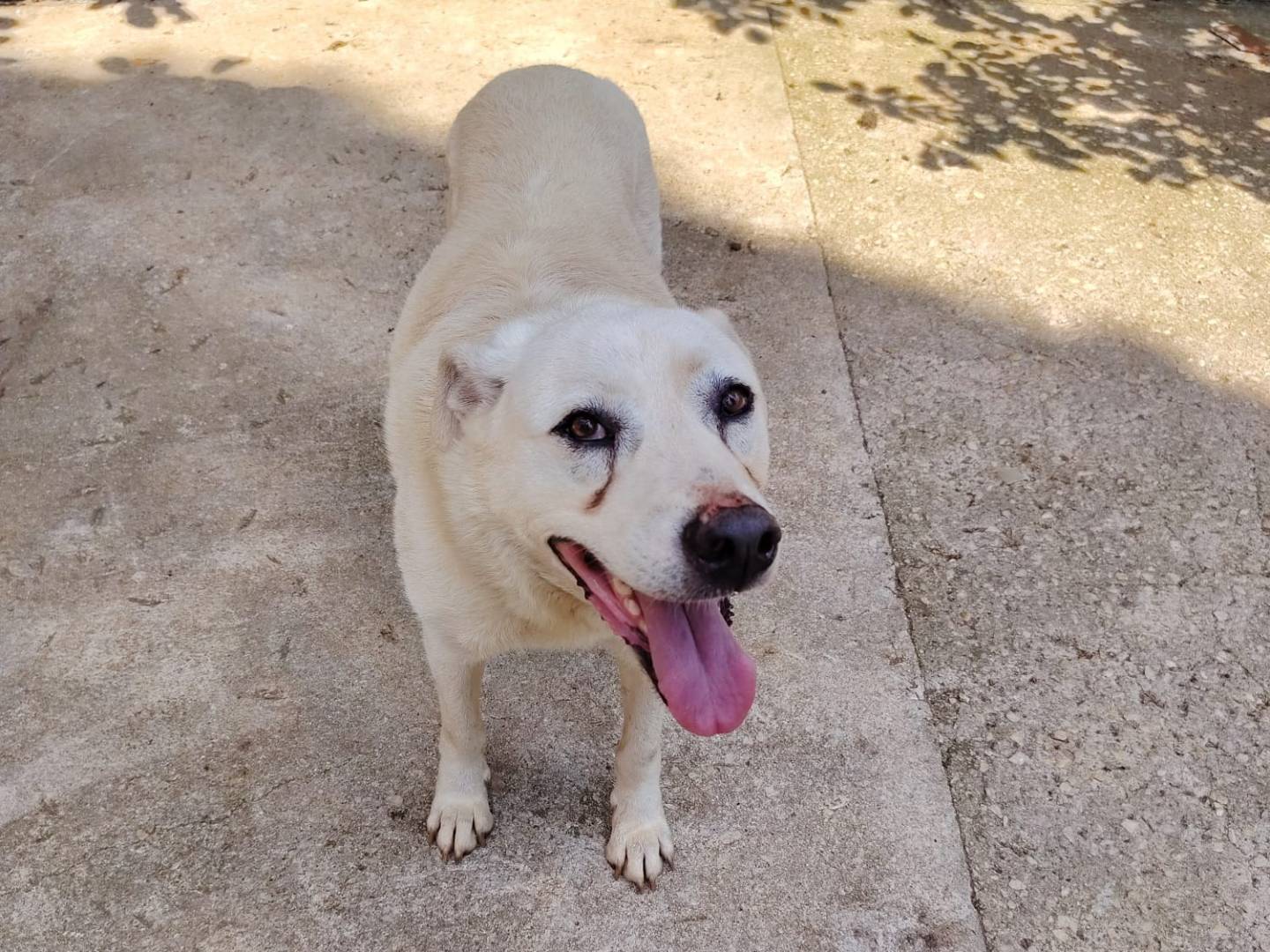 Adotta un cane, taglia media, femmina, Roma