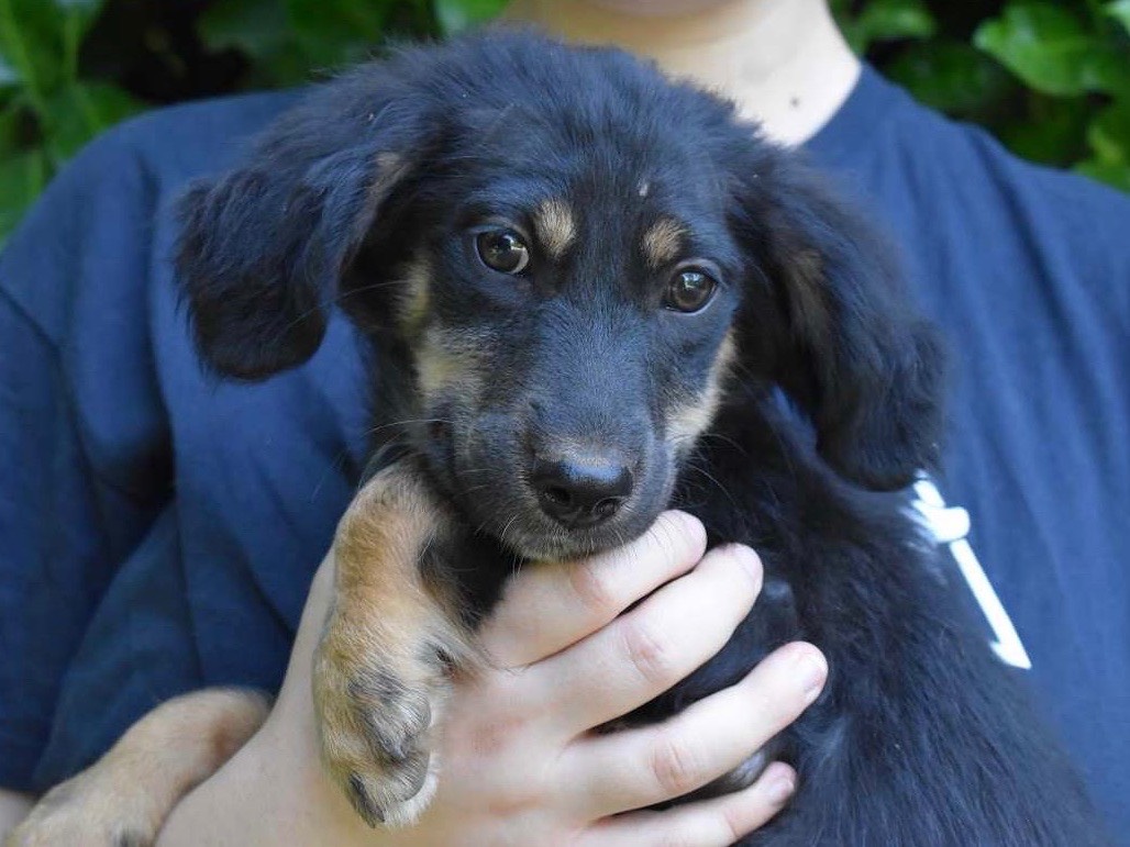 Adozione cane, femmina, Razza sconosciuta Razza sconosciuta, 3 mesi, taglia piccola, Roma