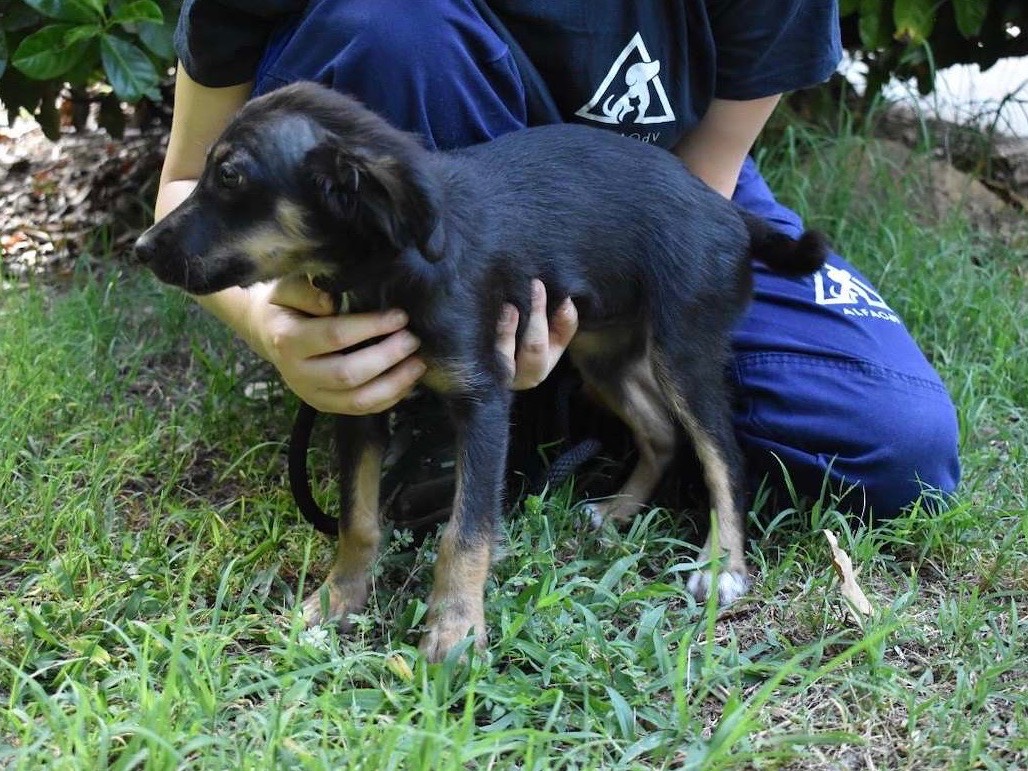 Adotta un cane, femmina, 3 mesi, Roma