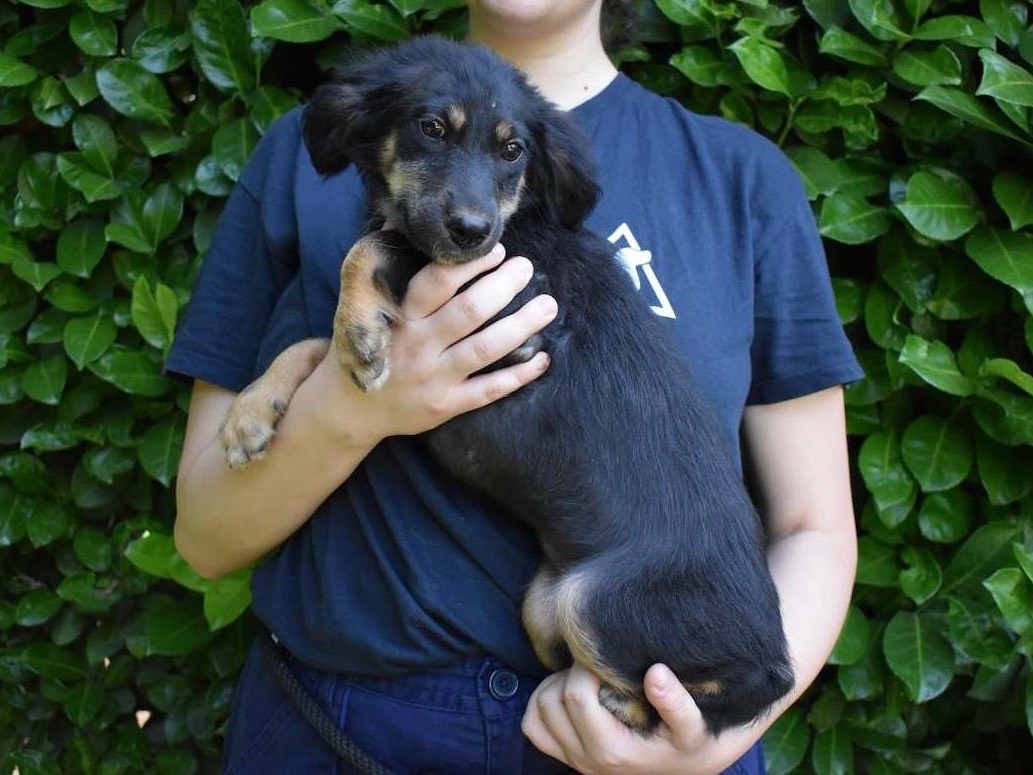 Adotta un cane, taglia piccola, femmina, Roma