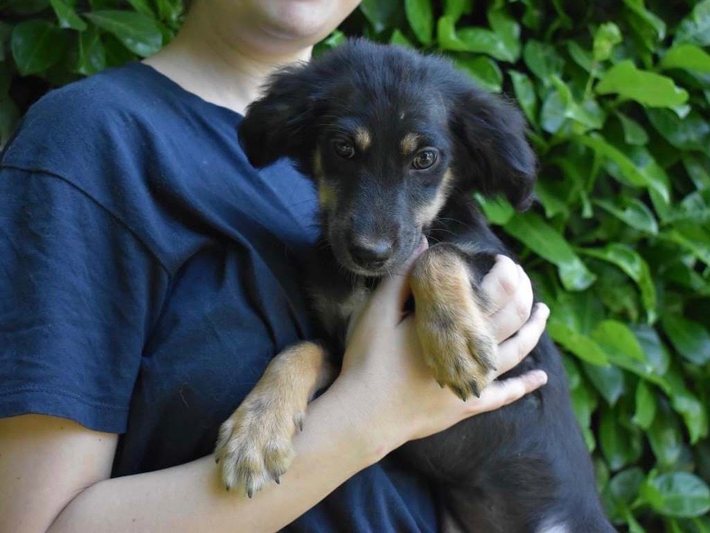 Vuoi adottare un cane a Roma?