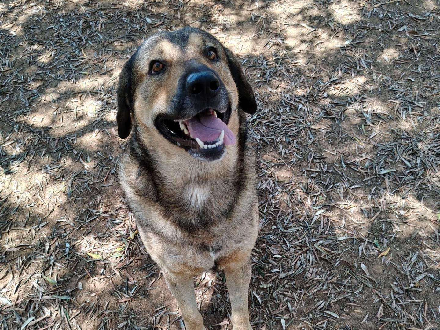 Adozione cane, maschio, Razza sconosciuta Razza sconosciuta, 5 anni e 3 mesi, taglia media, Roma