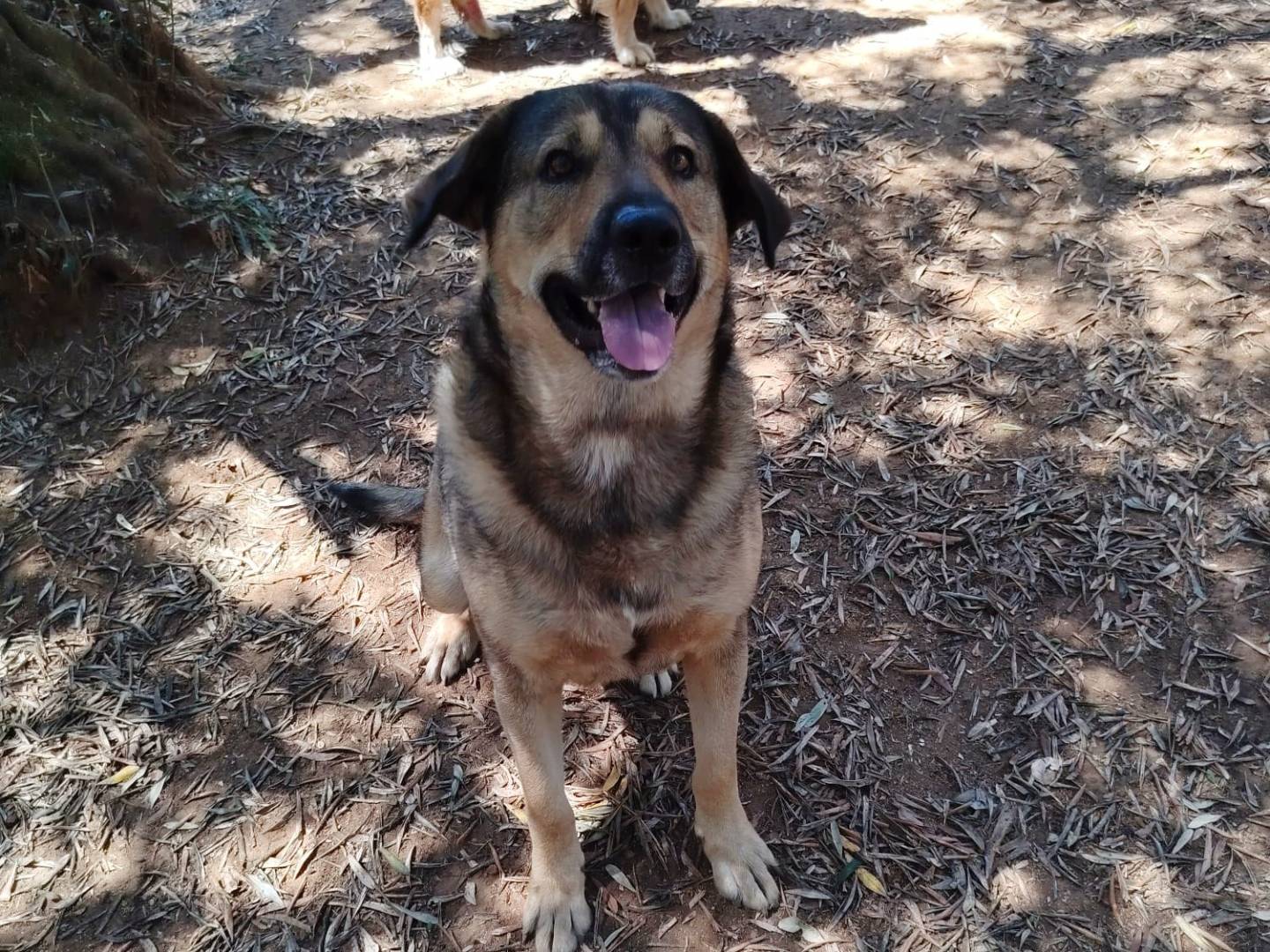 Adotta un cane, maschio, 5 anni e 3 mesi, Roma