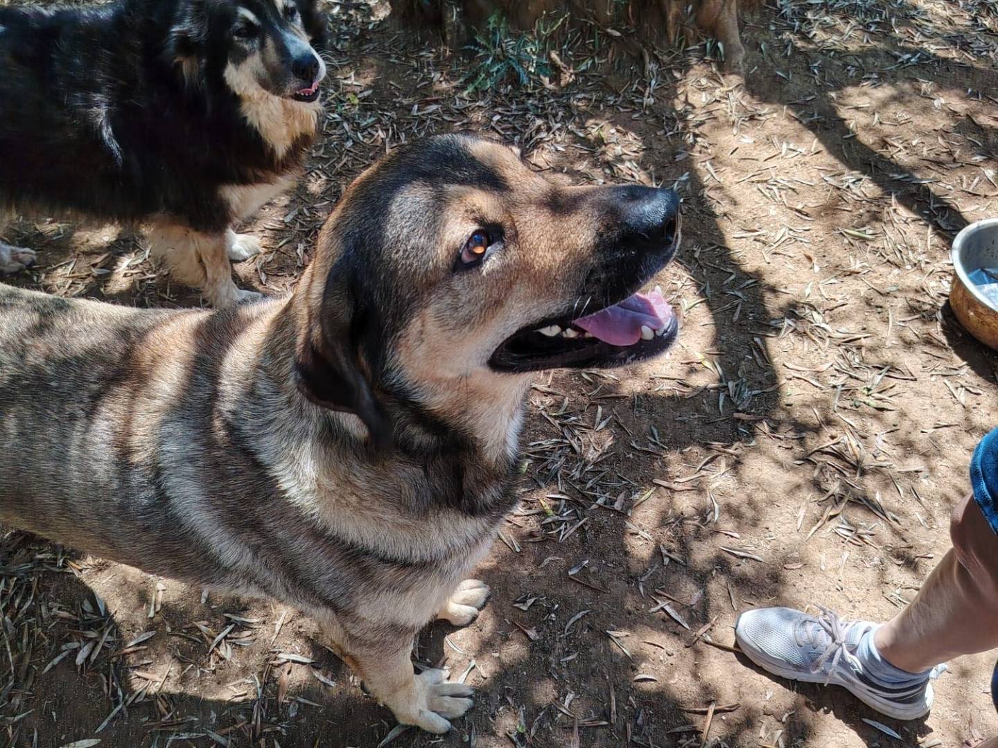 Vuoi adottare un cane a Roma?