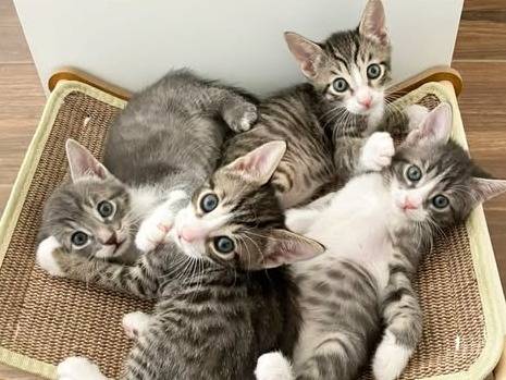 Adozione gatto, femmina, Razza sconosciuta Razza sconosciuta, 1 mese, taglia non valida, Torino