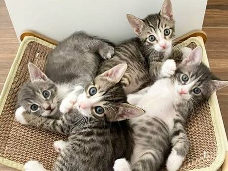 Adozione gatto, maschio, Razza sconosciuta Razza sconosciuta, 1 mese, taglia non valida, Torino