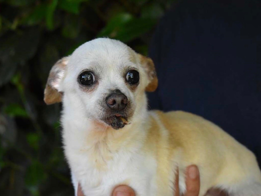 Adozione cane, maschio, Chihuahua Razza sconosciuta, 10 anni e 4 mesi, taglia piccola, Roma