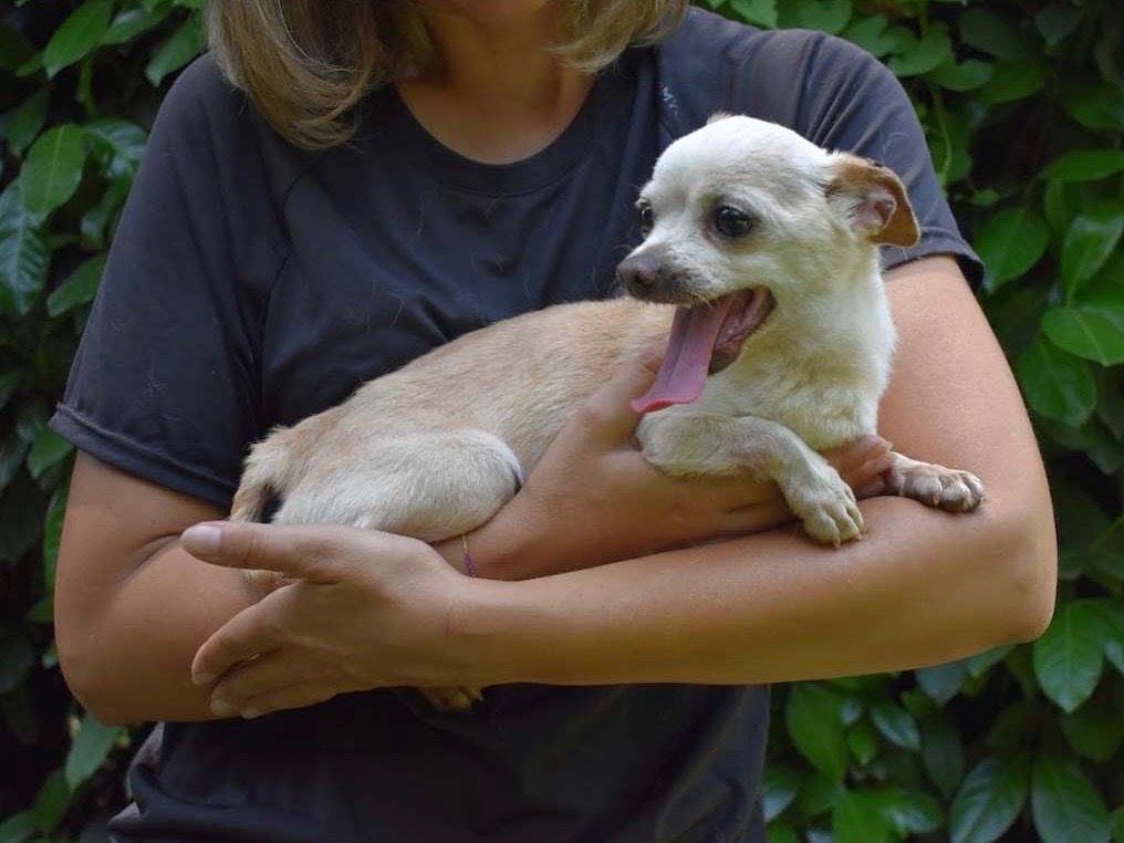 Adotta un cane, maschio, 10 anni e 4 mesi, Roma