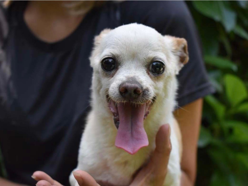 Adotta un cane, taglia piccola, maschio, Roma