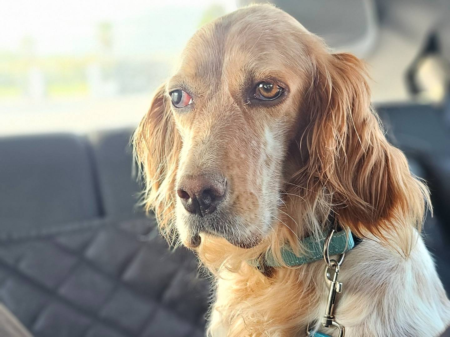 Adozione cane, femmina, Setter Inglese Razza sconosciuta, 3 anni e 1 mese, taglia media, Avellino