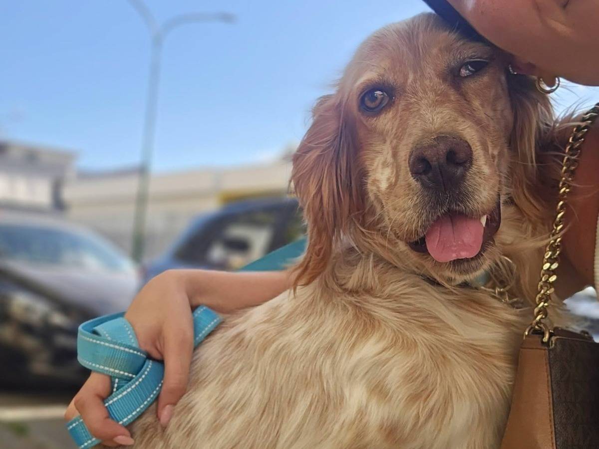 Adotta un cane, femmina, 3 anni e 1 mese, Avellino
