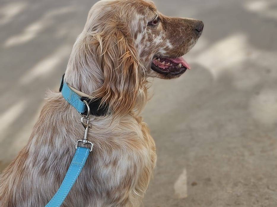 Adotta un cane, taglia media, femmina, Avellino
