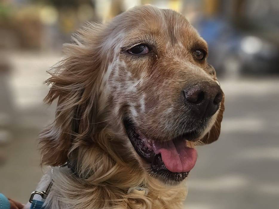 Vuoi adottare un cane a Avellino?