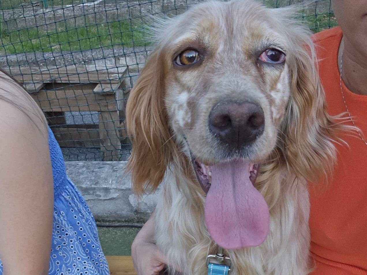 Adotta il cane Lady a Avellino