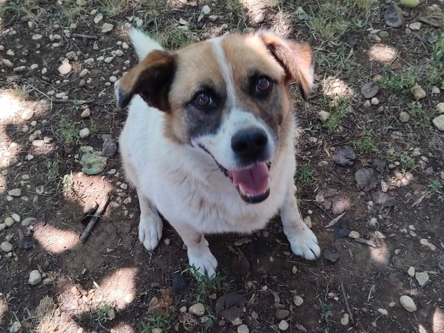 Adozione cane, maschio, Razza sconosciuta Razza sconosciuta, 8 anni e 3 mesi, taglia media contenuta, Roma