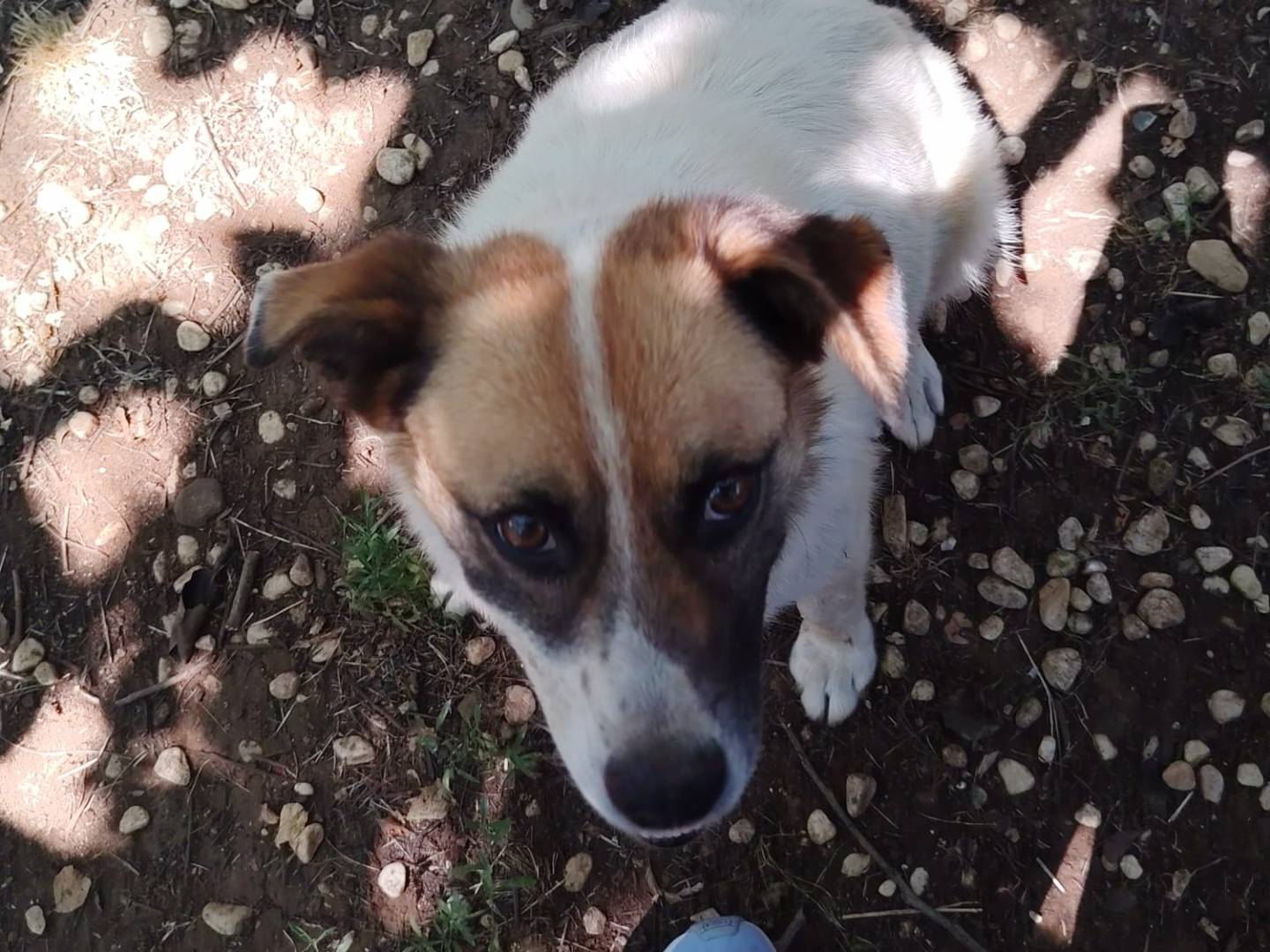 Adotta un cane, taglia media contenuta, maschio, Roma