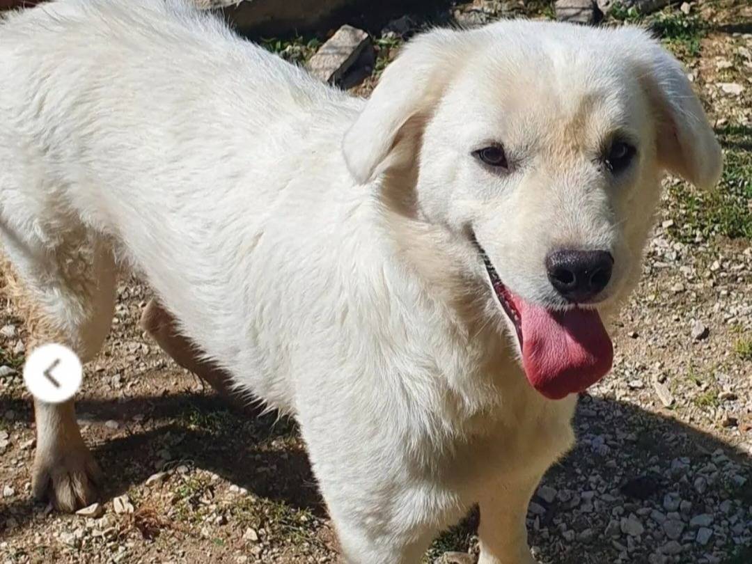 Adozione cane, femmina, Razza sconosciuta Razza sconosciuta, 1 anno e 2 mesi, taglia media, Campobasso