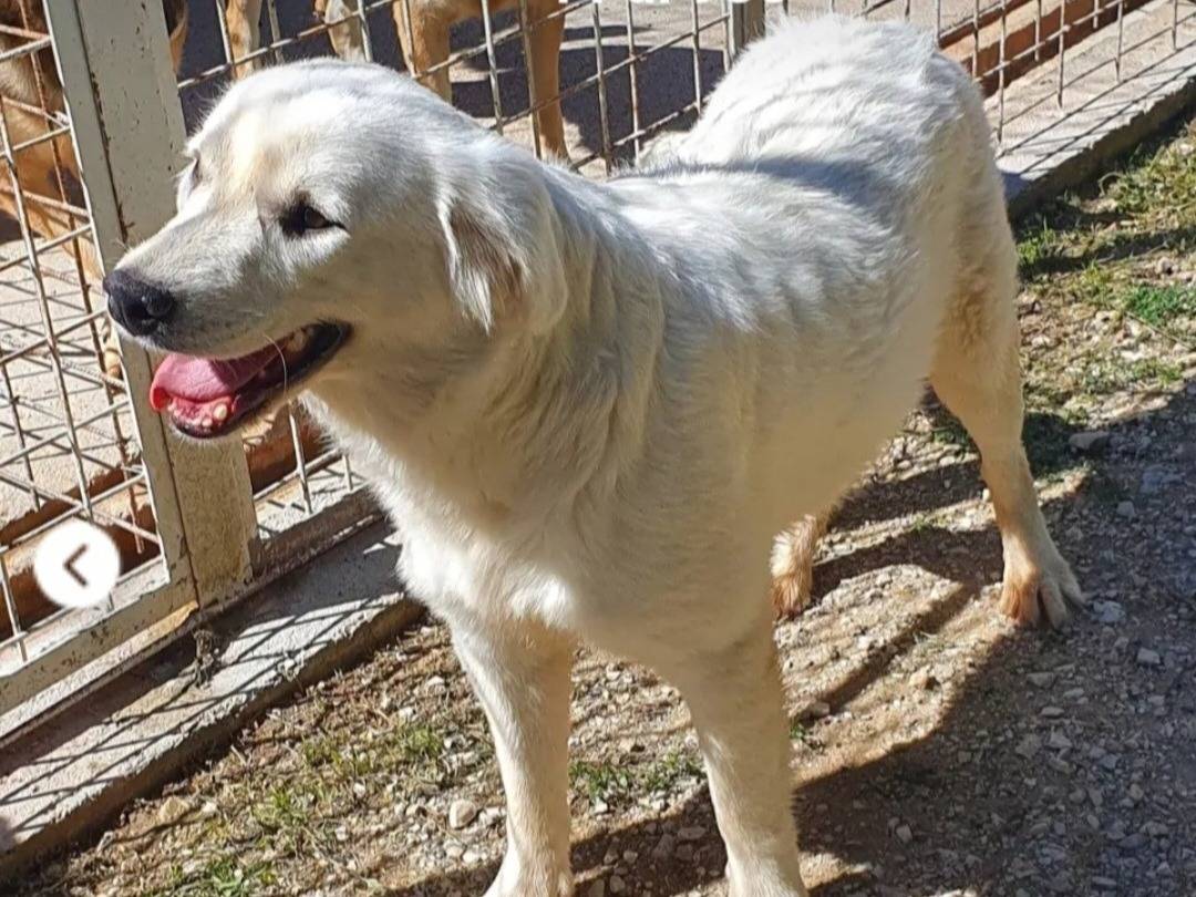Adotta un cane, femmina, 1 anno e 2 mesi, Campobasso