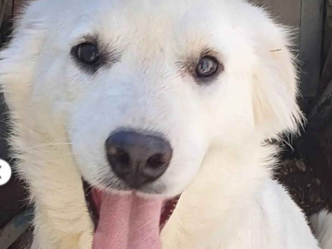 Adotta un cane, taglia media, femmina, Campobasso
