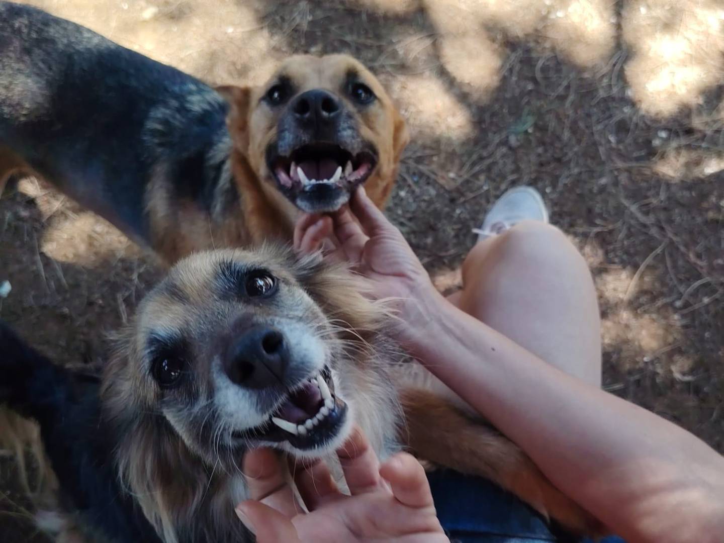 Adozione cane, maschio, Razza sconosciuta Razza sconosciuta, 6 anni e 3 mesi, taglia piccola, Roma