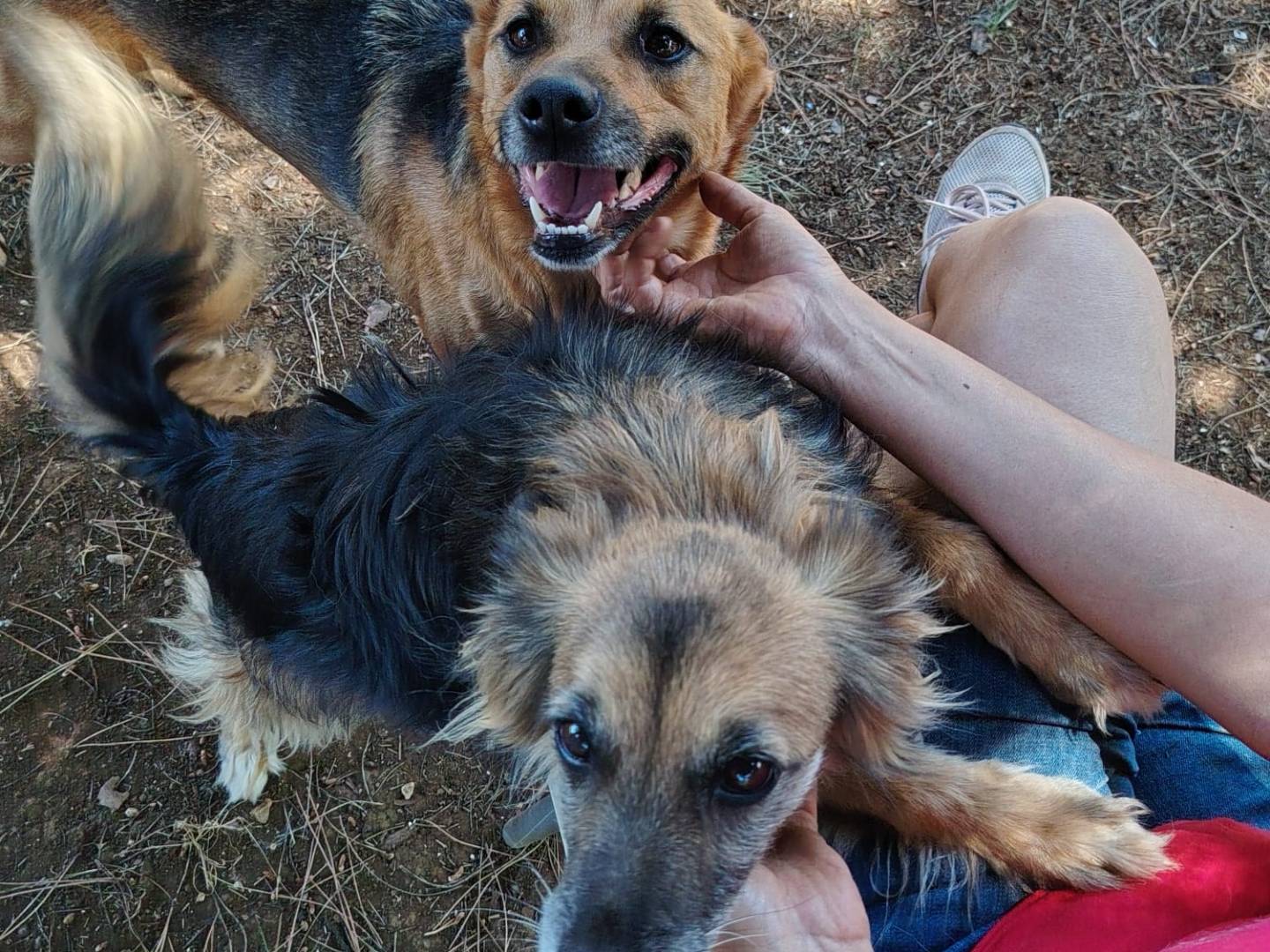 Adotta un cane, maschio, 6 anni e 3 mesi, Roma