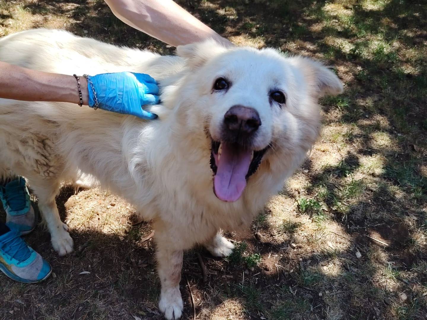 Adozione cane, maschio, Razza sconosciuta Razza sconosciuta, 8 anni e 3 mesi, taglia media, Roma