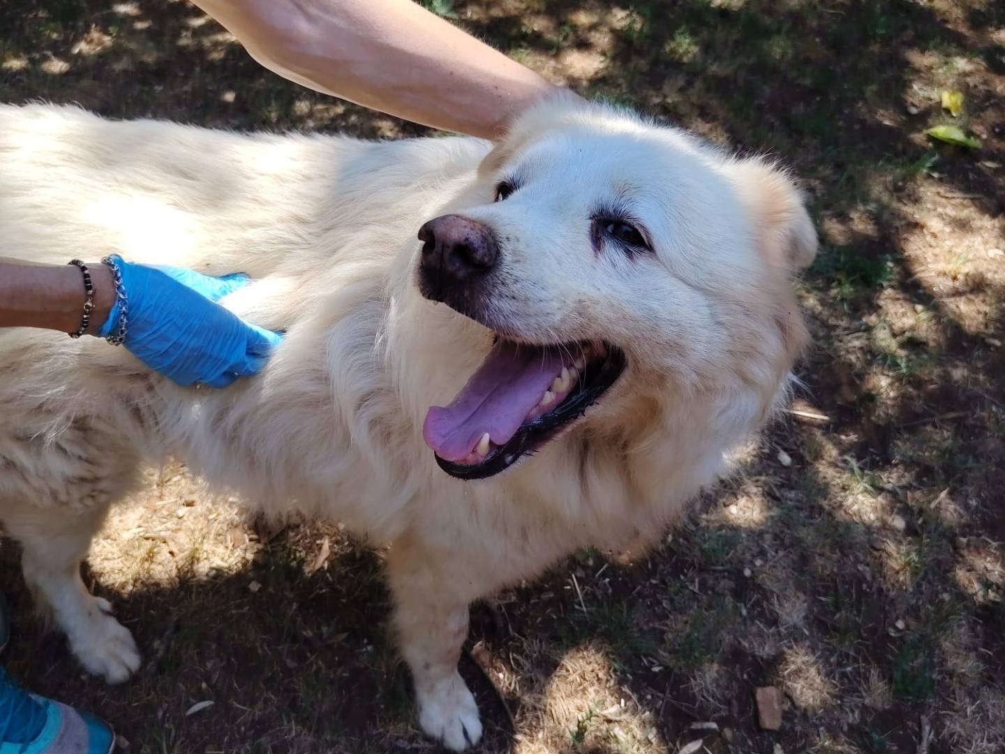 Adotta un cane, maschio, 8 anni e 3 mesi, Roma