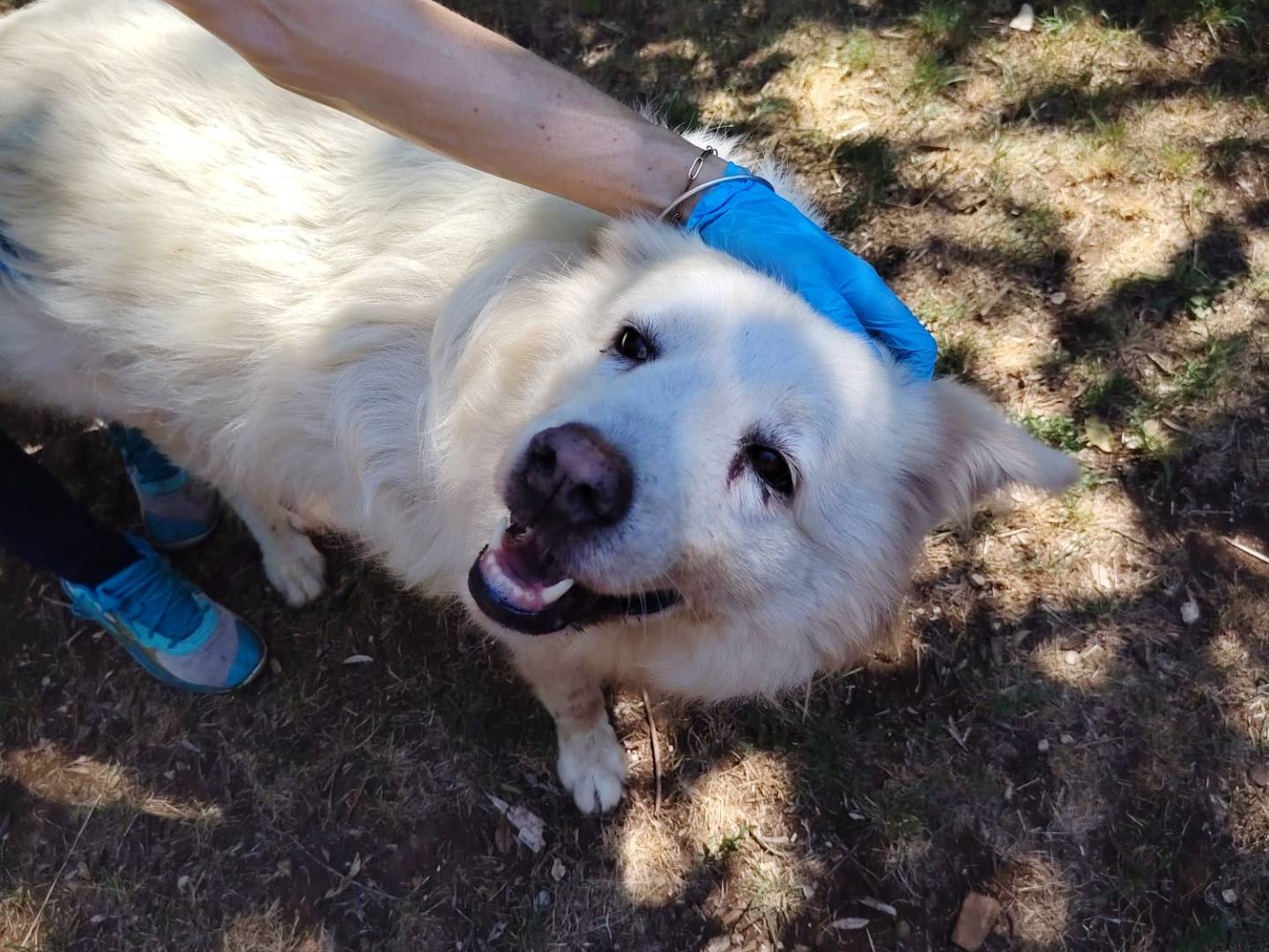 Adotta un cane, taglia media, maschio, Roma