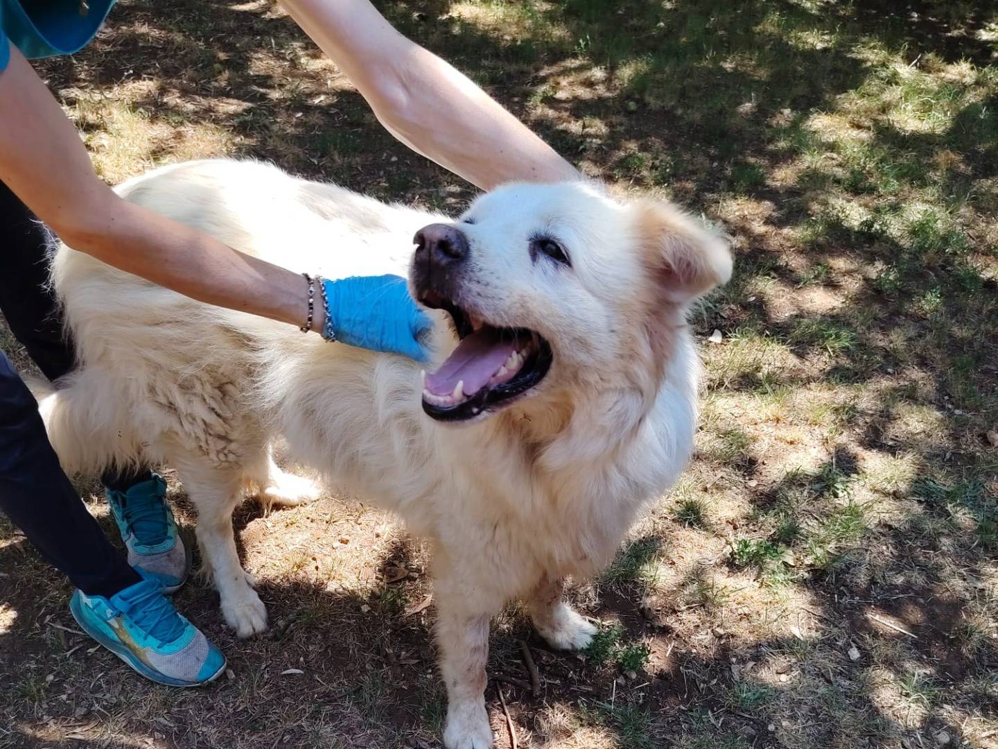 Vuoi adottare un cane a Roma?