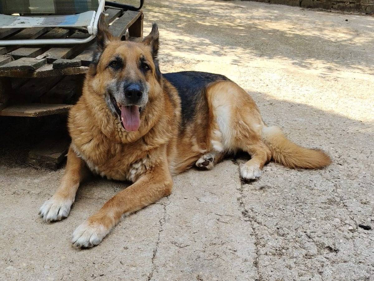 Adozione cane, maschio, Pastore tedesco Razza sconosciuta, 10 anni e 3 mesi, taglia grande, Roma