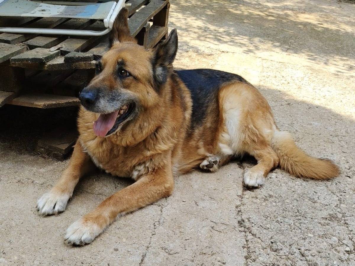 Adotta un cane, maschio, 10 anni e 3 mesi, Roma