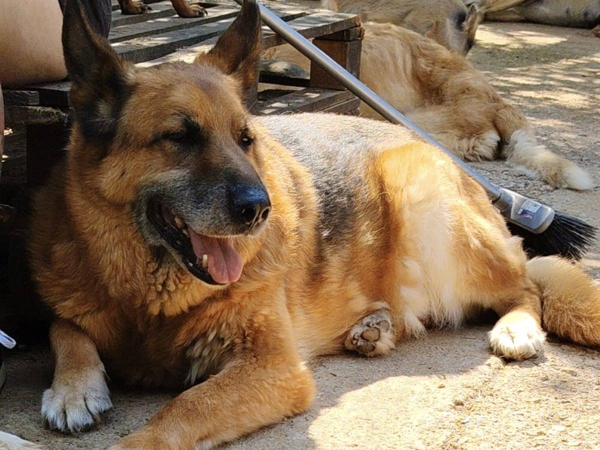 Adotta un cane, taglia grande, maschio, Roma