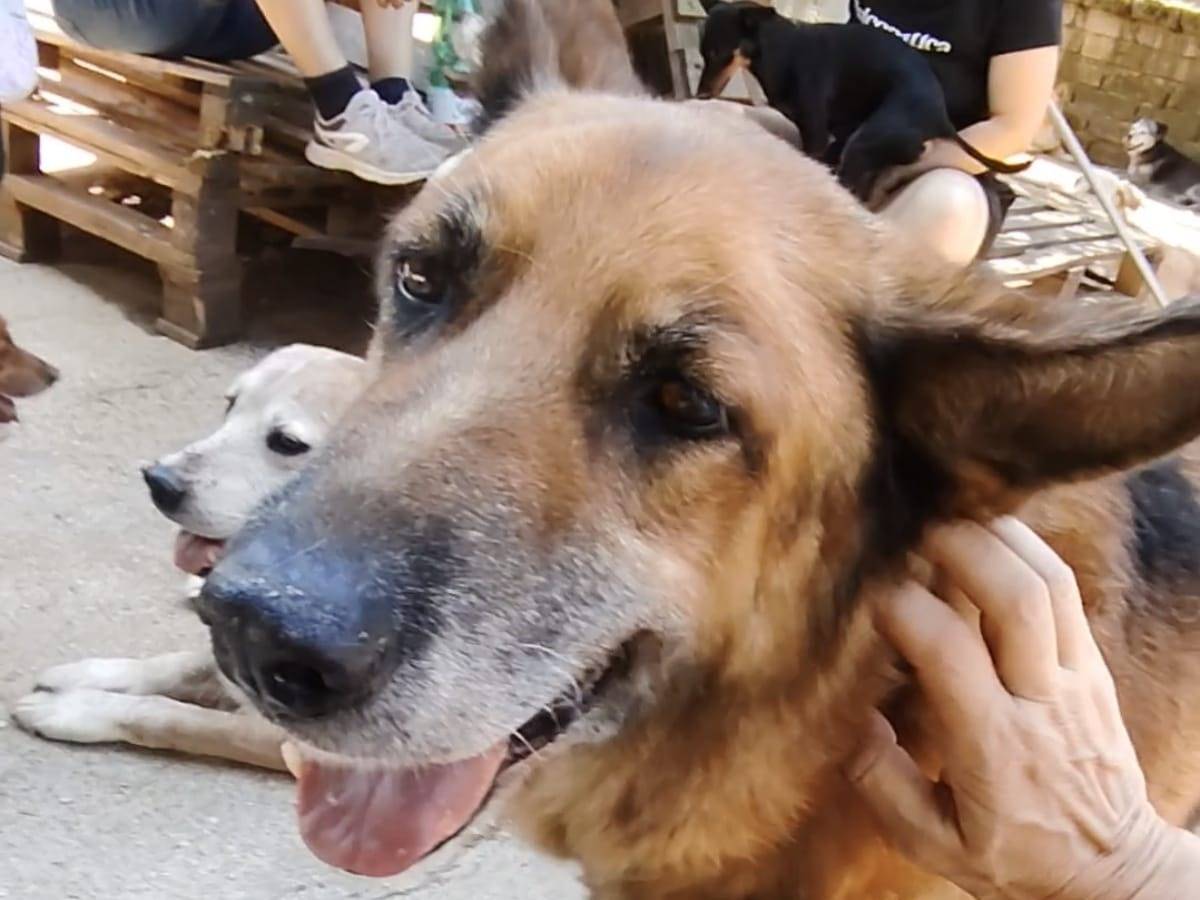 Vuoi adottare un cane a Roma?