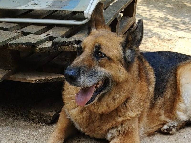 Adotta il cane Rex a Roma