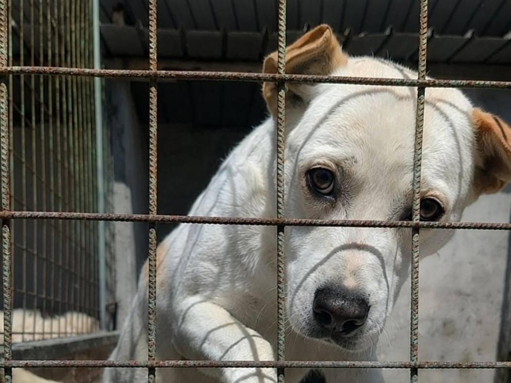 Adozione cane, maschio, Razza sconosciuta Razza sconosciuta, 5 anni e 1 mese, taglia media, Belluno