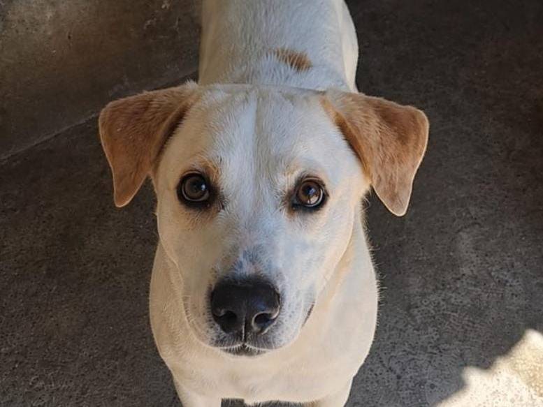 Adotta un cane, maschio, 5 anni e 1 mese, Belluno