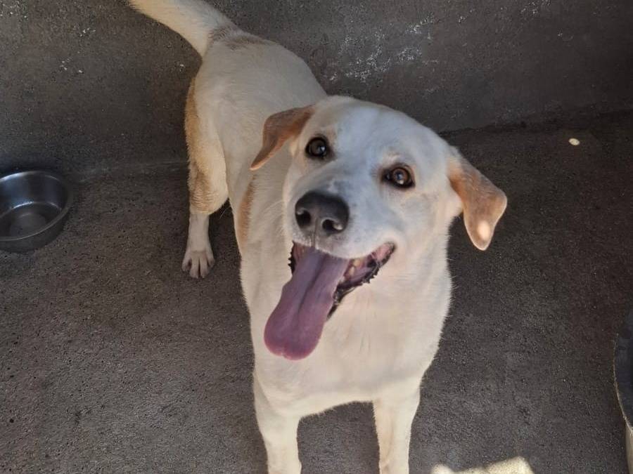 Vuoi adottare un cane a Belluno?