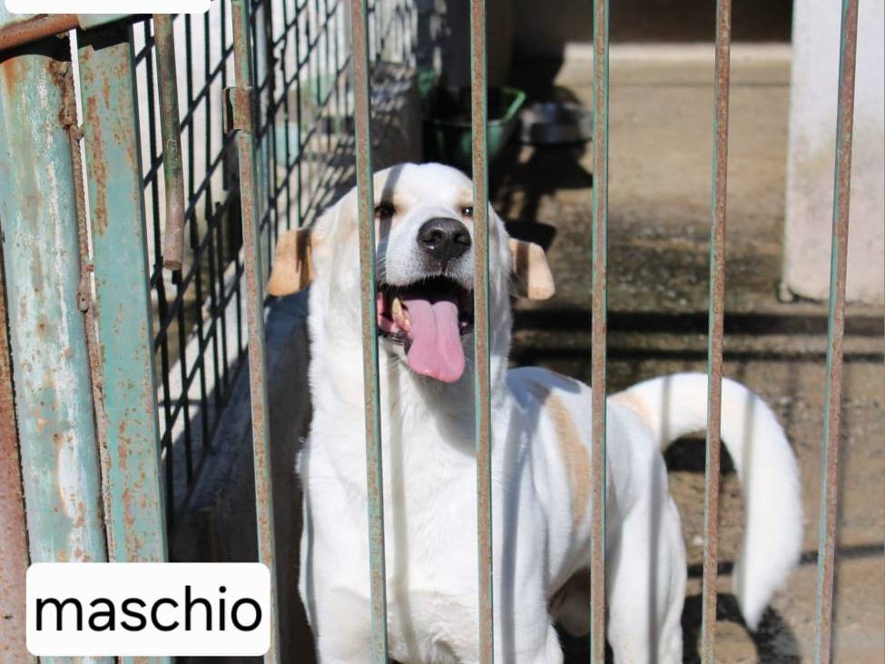 Adotta il cane Leo a Belluno