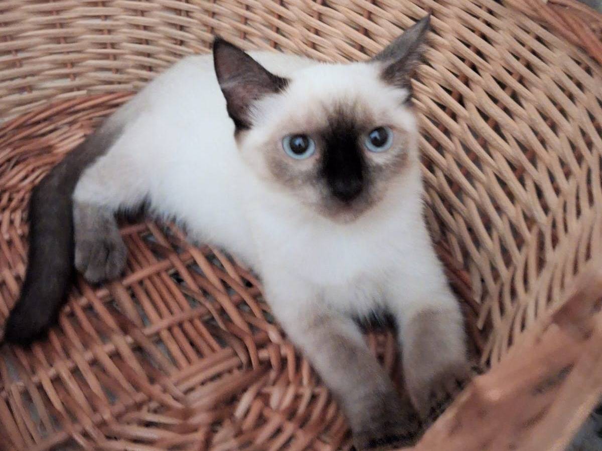 Adozione gatto, femmina, Siamese Razza sconosciuta, 3 mesi, taglia non valida, Chieti
