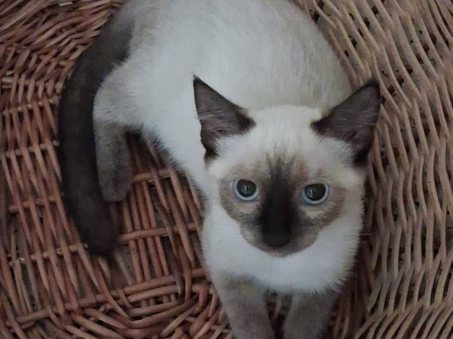 Vuoi adottare un gatto a Chieti?