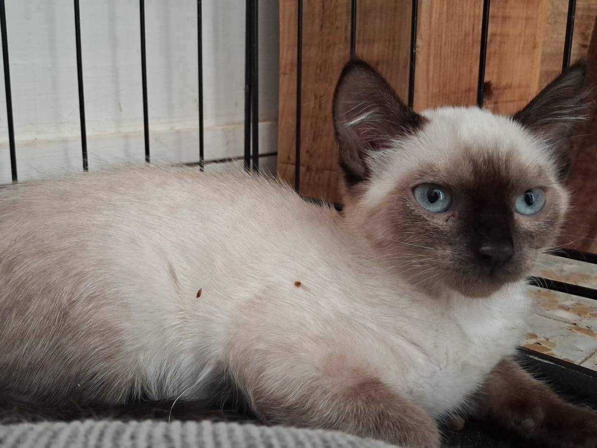 Adotta un gatto, femmina, 3 mesi, Chieti