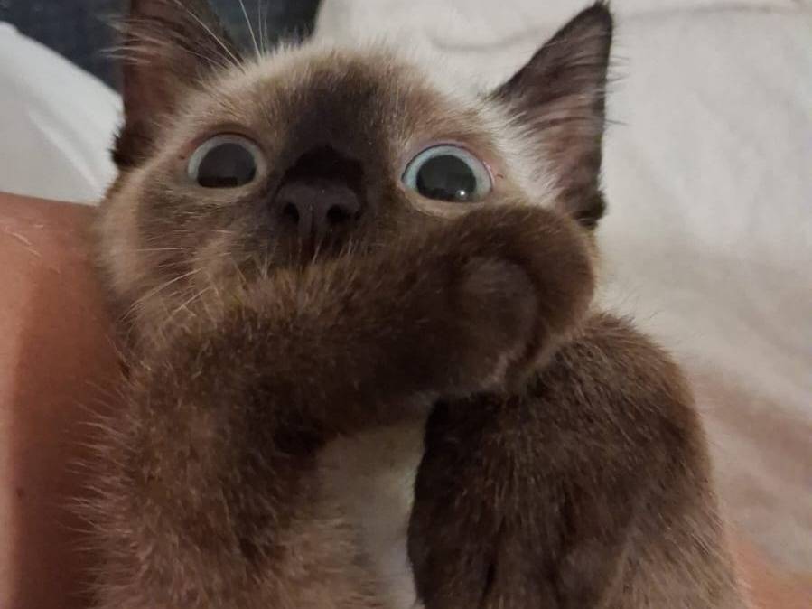 Adotta il gatto NATASHA a Chieti