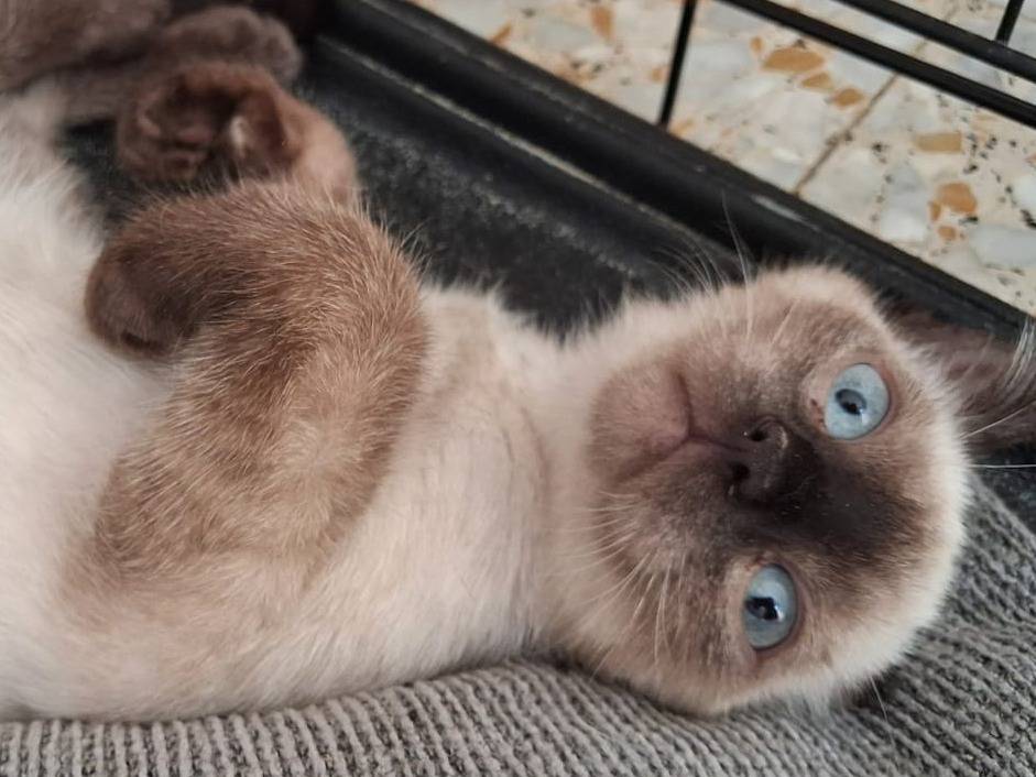 Adotta un gatto, taglia non valida, femmina, Chieti