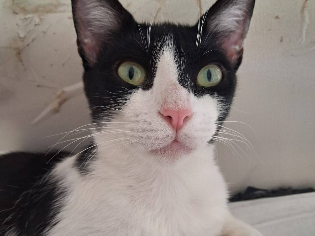 Adotta il gatto DALIA a Chieti