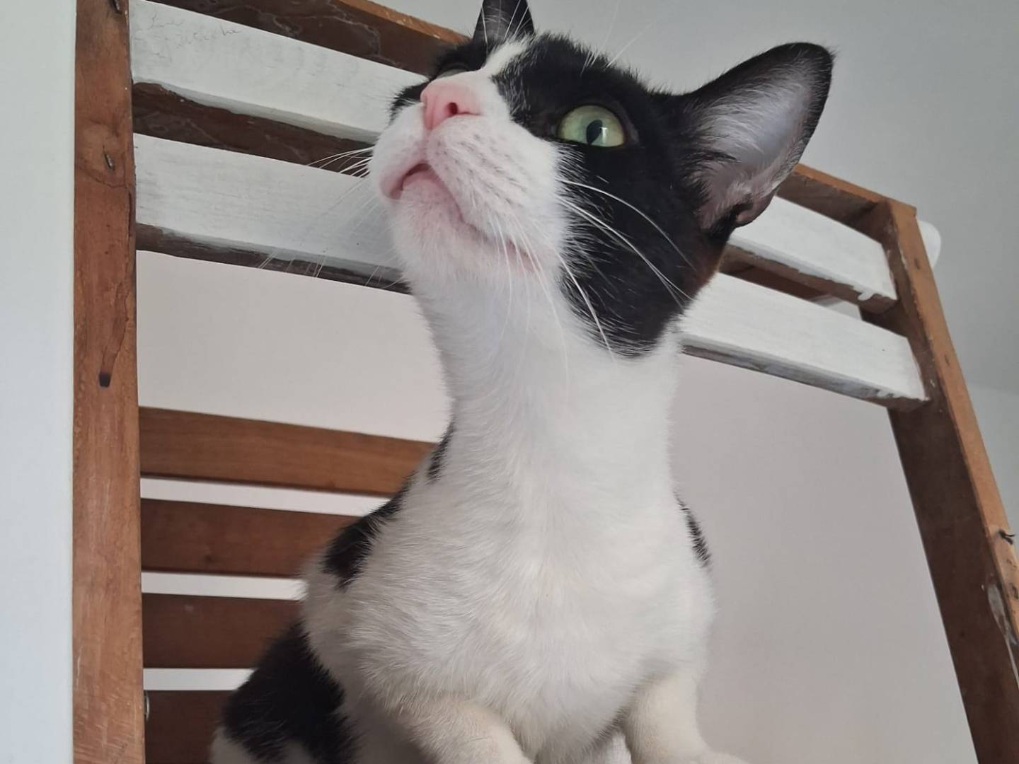 Adotta un gatto, taglia non valida, femmina, Chieti
