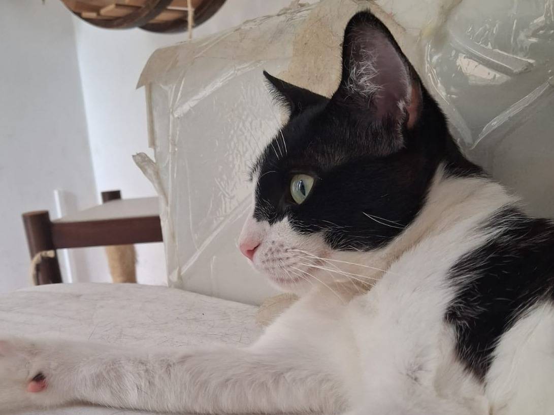 Adotta un gatto, femmina, 1 anno e 1 mese, Chieti